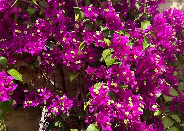 Le Prieure Gallargues-le-Montueux